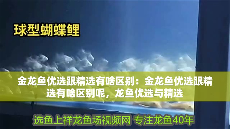 金龍魚優選跟精選有啥區別:金龍魚優選跟精選有啥區別呢,龍魚優選與精選 水族問答 金龍魚優選跟精選有啥區別:金龍魚優選跟精選有啥區別呢,龍魚優選與精選 金龍魚優選跟精選有啥區別:金龍魚優選跟精選有啥區別呢,龍魚優選與精選 水族問答