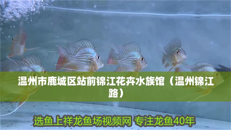 溫州市鹿城區(qū)站前錦江花卉水族館（溫州錦江路）