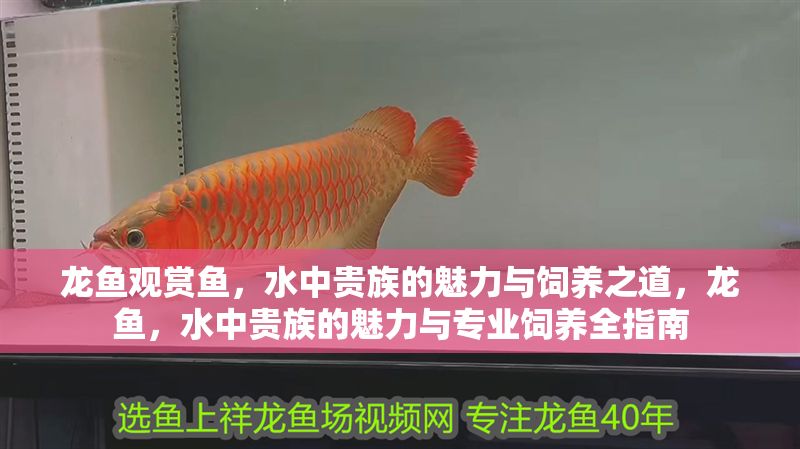 龍魚觀賞魚,水中貴族的魅力與飼養之道,龍魚,水中貴族的魅力與專業飼養全指南 龍魚百科 第1張 龍魚觀賞魚,水中貴族的魅力與飼養之道,龍魚,水中貴族的魅力與專業飼養全指南 龍魚觀賞魚,水中貴族的魅力與飼養之道,龍魚,水中貴族的魅力與專業飼養全指南 龍魚百科 第1張