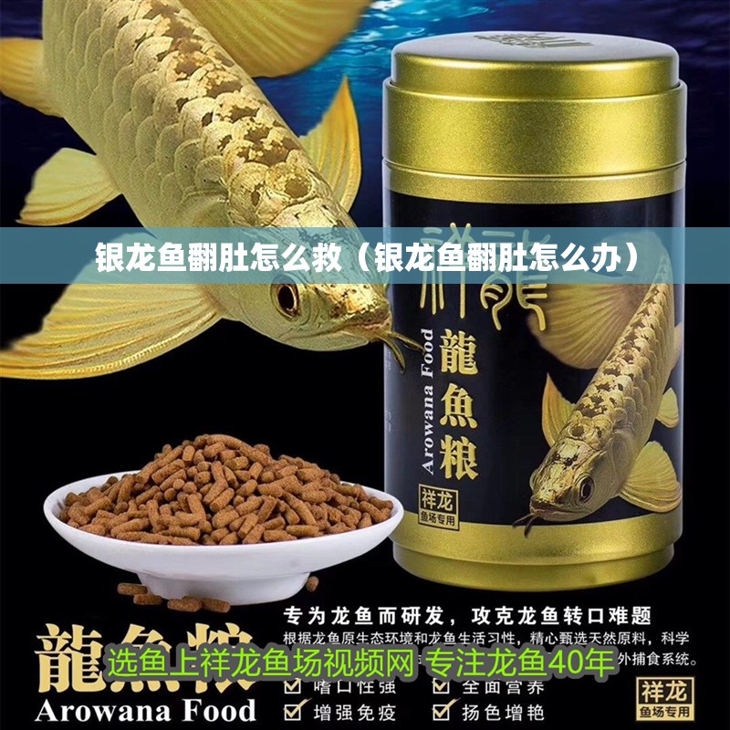 銀龍魚(yú)翻肚怎么救（銀龍魚(yú)翻肚怎么辦）