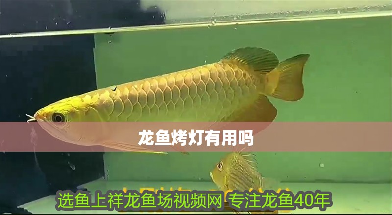 龍魚烤燈有用嗎