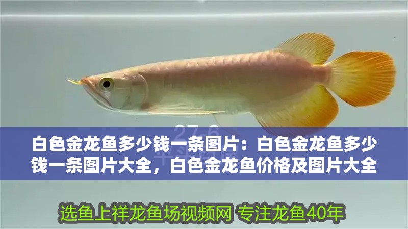 白色金龍魚多少錢一條圖片：白色金龍魚多少錢一條圖片大全，白色金龍魚價格及圖片大全