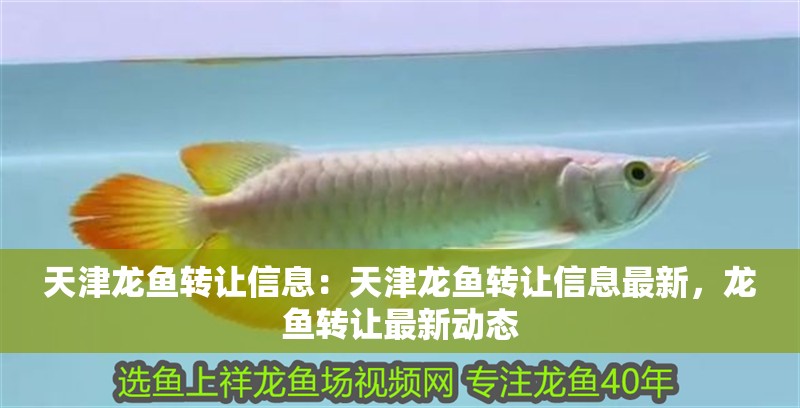 天津龍魚轉讓信息：天津龍魚轉讓信息最新，龍魚轉讓最新動態