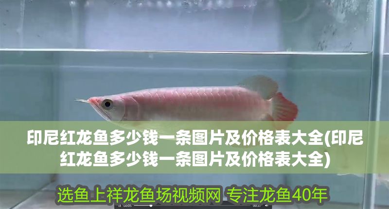 印尼紅龍魚多少錢一條圖片及價格表大全(印尼紅龍魚多少錢一條圖片及價格表大全)