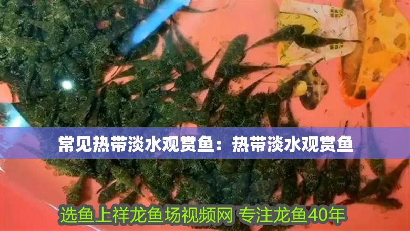 常見熱帶淡水觀賞魚：熱帶淡水觀賞魚