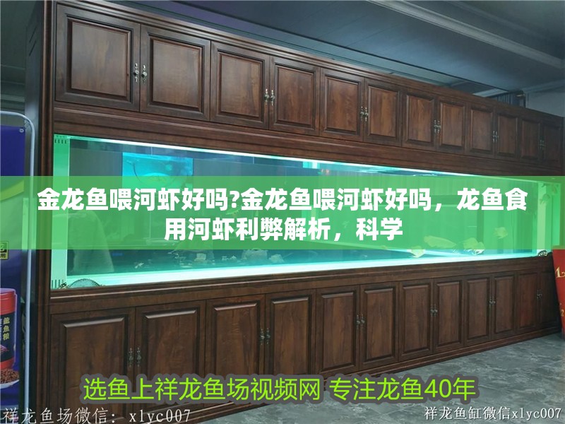 金龍魚喂河蝦好嗎?金龍魚喂河蝦好嗎，龍魚食用河蝦利弊解析，科學