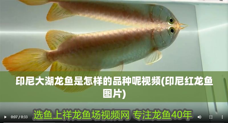 印尼大湖龍魚是怎樣的品種呢視頻(印尼紅龍魚圖片)