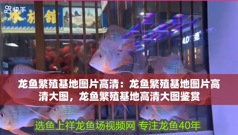 龍魚繁殖基地圖片高清：龍魚繁殖基地圖片高清大圖，龍魚繁殖基地高清大圖鑒賞