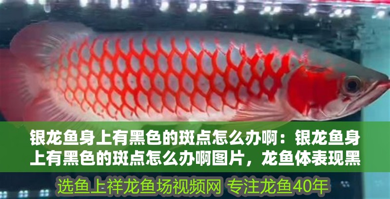 銀龍魚身上有黑色的斑點怎么辦?。恒y龍魚身上有黑色的斑點怎么辦啊圖片，龍魚體表現黑斑的解決方法