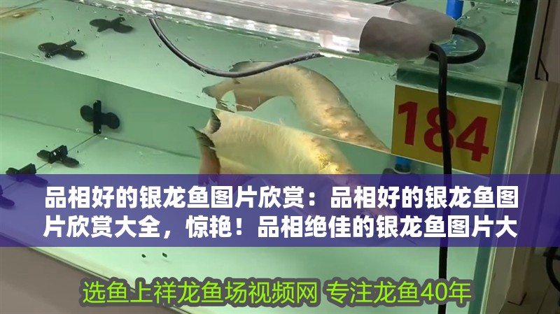 品相好的銀龍魚圖片欣賞:品相好的銀龍魚圖片欣賞大全,驚艷!品相絕佳的銀龍魚圖片大全賞析 水族問答 品相好的銀龍魚圖片欣賞:品相好的銀龍魚圖片欣賞大全,驚艷!品相絕佳的銀龍魚圖片大全賞析 品相好的銀龍魚圖片欣賞:品相好的銀龍魚圖片欣賞大全,驚艷!品相絕佳的銀龍魚圖片大全賞析 水族問答