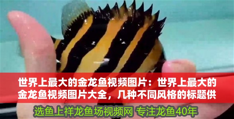 世界上最大的金龍魚視頻圖片：世界上最大的金龍魚視頻圖片大全，幾種不同風格的標題供你參考，，震撼視覺！世界最大金龍魚視頻圖片全收錄，探秘巨無霸！全球最大金龍魚精彩視頻與絕美圖片集錦，聚焦奇觀，世界之最——超大金龍魚視頻及