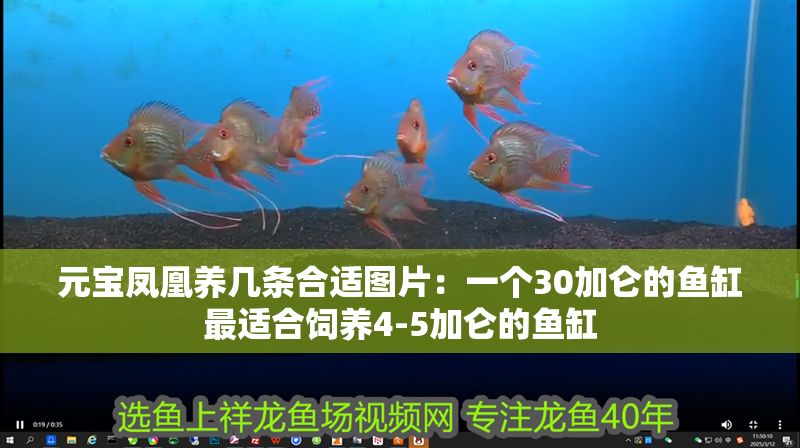 元寶鳳凰養(yǎng)幾條合適圖片：一個(gè)30加侖的魚缸最適合飼養(yǎng)4-5加侖的魚缸