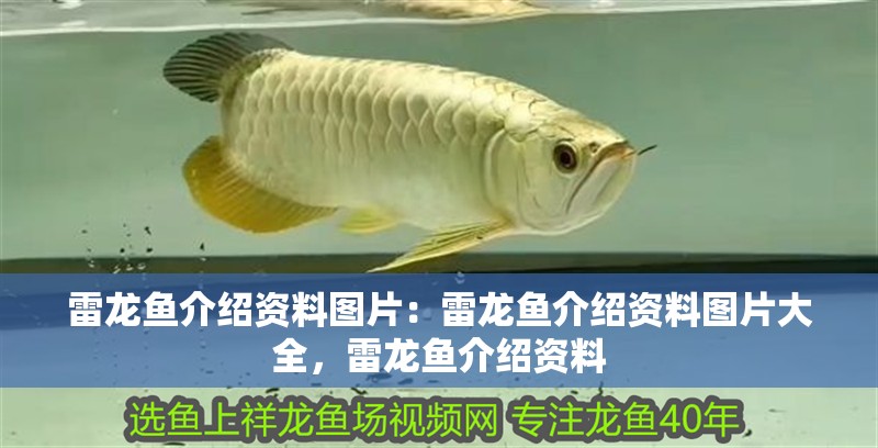 雷龍魚介紹資料圖片：雷龍魚介紹資料圖片大全，雷龍魚介紹資料 雷龍魚介紹資料圖片：雷龍魚介紹資料圖片大全，雷龍魚介紹資料 水族問答