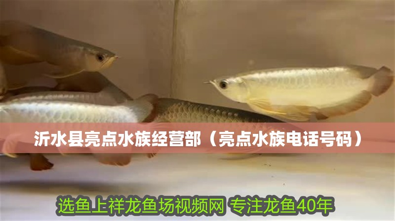 沂水縣亮點水族經營部（亮點水族電話號碼）