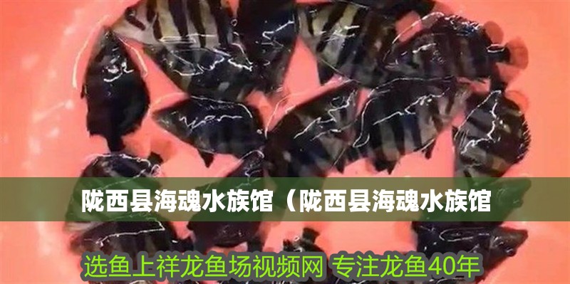 隴西縣海魂水族館（隴西縣海魂水族館 隴西縣海魂水族館（隴西縣海魂水族館 全國(guó)水族館企業(yè)名錄 第2張
