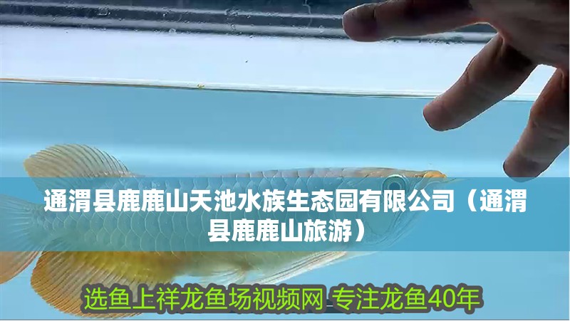 通渭縣鹿鹿山天池水族生態園有限公司（通渭縣鹿鹿山旅游）