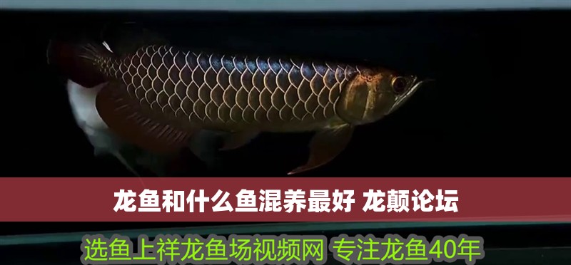龍魚和什么魚混養最好 龍顛論壇