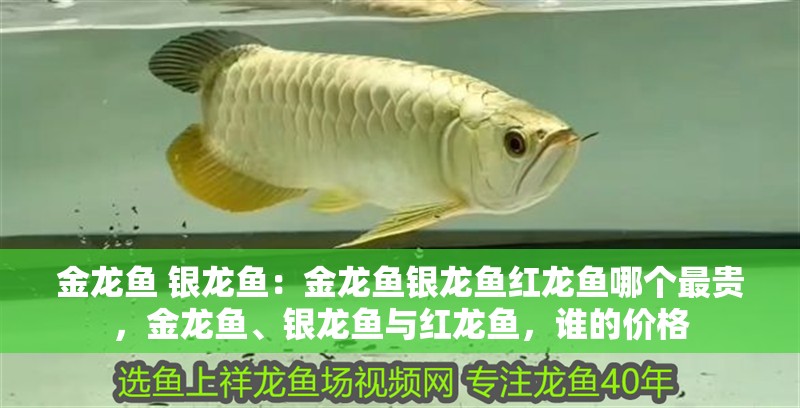 金龍魚 銀龍魚：金龍魚銀龍魚紅龍魚哪個最貴，金龍魚、銀龍魚與紅龍魚，誰的價格 金龍魚 銀龍魚：金龍魚銀龍魚紅龍魚哪個最貴，金龍魚、銀龍魚與紅龍魚，誰的價格 水族問答