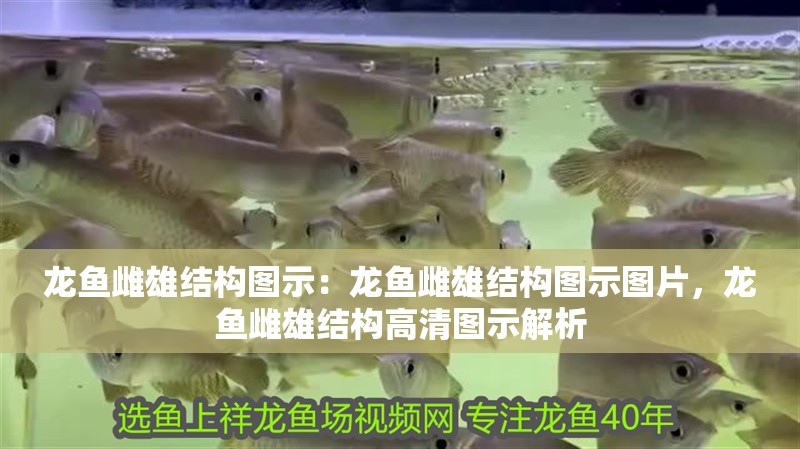 龍魚(yú)雌雄結(jié)構(gòu)圖示：龍魚(yú)雌雄結(jié)構(gòu)圖示圖片，龍魚(yú)雌雄結(jié)構(gòu)高清圖示解析