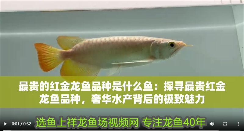 最貴的紅金龍魚品種是什么魚：探尋最貴紅金龍魚品種，奢華水產背后的極致魅力