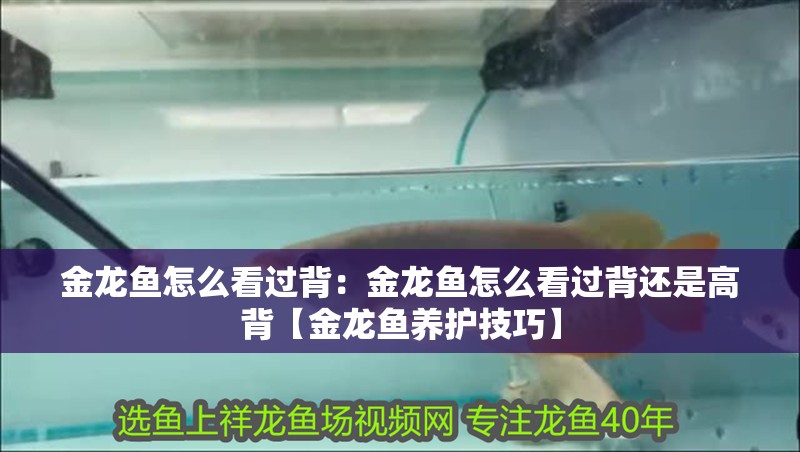 金龍魚(yú)怎么看過(guò)背：金龍魚(yú)怎么看過(guò)背還是高背【金龍魚(yú)養(yǎng)護(hù)技巧】 金龍魚(yú)怎么看過(guò)背：金龍魚(yú)怎么看過(guò)背還是高背【金龍魚(yú)養(yǎng)護(hù)技巧】 水族問(wèn)答
