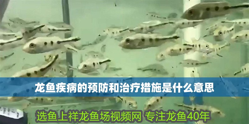 龍魚疾病的預防和治療措施是什么意思 龍魚疾病的預防和治療措施是什么意思 龍魚百科 第2張