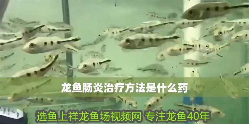 龍魚腸炎治療方法是什么藥 龍魚腸炎治療方法是什么藥 龍魚百科 第2張