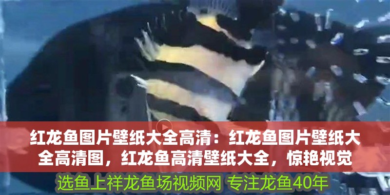 紅龍魚圖片壁紙大全高清：紅龍魚圖片壁紙大全高清圖，紅龍魚高清壁紙大全，驚艷視覺