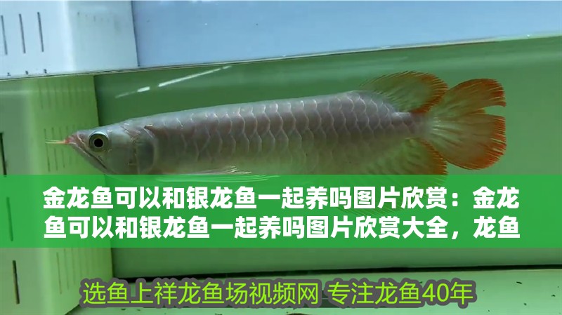 金龍魚可以和銀龍魚一起養嗎圖片欣賞：金龍魚可以和銀龍魚一起養嗎圖片欣賞大全，龍魚與銀龍魚混養可行性