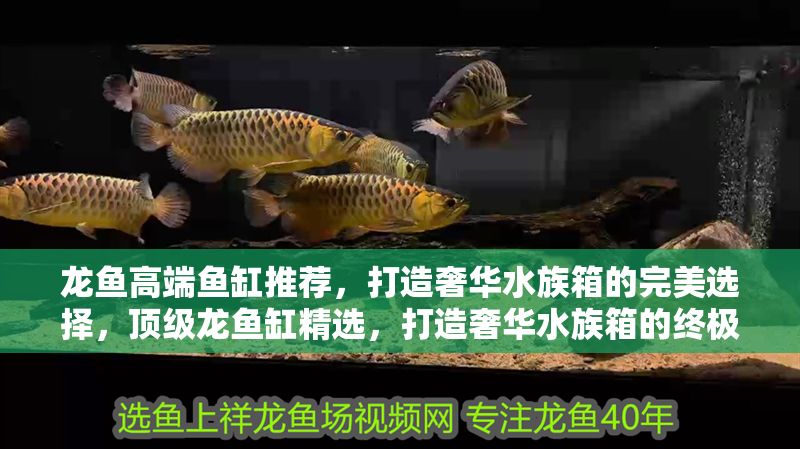 龍魚高端魚缸推薦，打造奢華水族箱的完美選擇，頂級龍魚缸精選，打造奢華水族箱的終極指南 龍魚高端魚缸推薦，打造奢華水族箱的完美選擇，頂級龍魚缸精選，打造奢華水族箱的終極指南 龍魚百科 第2張