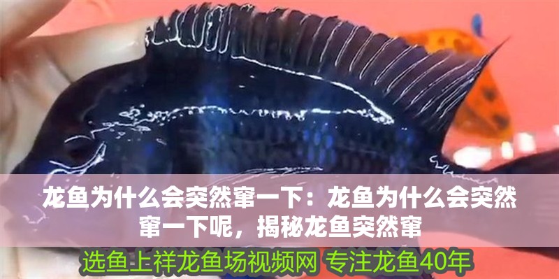 龍魚為什么會突然竄一下：龍魚為什么會突然竄一下呢，揭秘龍魚突然竄