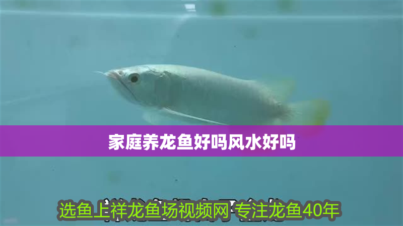 家庭養龍魚好嗎風水好嗎