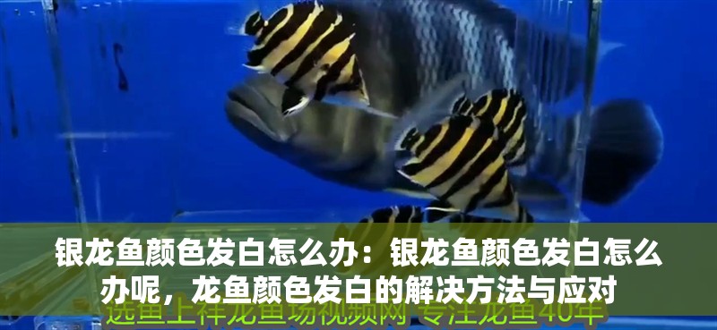 銀龍魚顏色發(fā)白怎么辦：銀龍魚顏色發(fā)白怎么辦呢，龍魚顏色發(fā)白的解決方法與應對