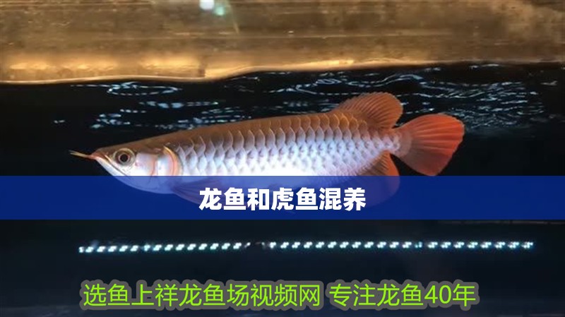 龍魚和虎魚混養 龍魚和虎魚混養 龍魚百科 第2張