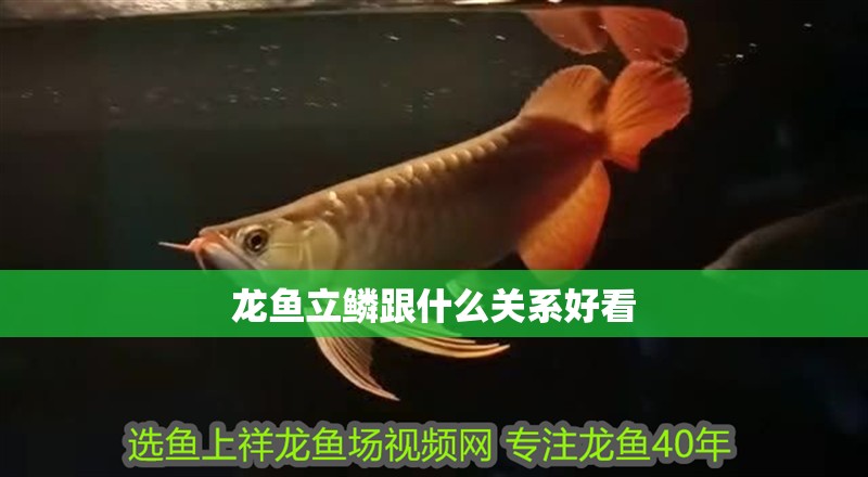 龍魚立鱗跟什么關系好看