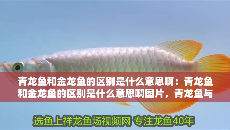 青龍魚和金龍魚的區別是什么意思啊：青龍魚和金龍魚的區別是什么意思啊圖片，青龍魚與金龍魚的區別解析及