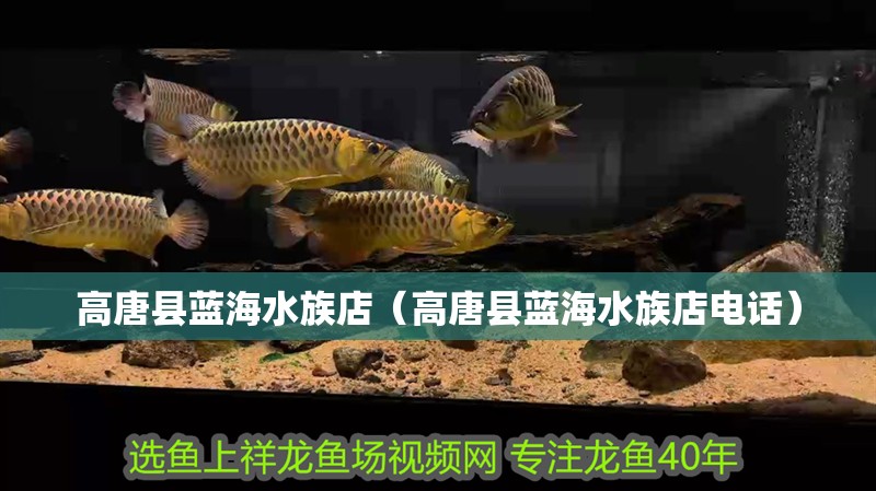 高唐縣藍海水族店（高唐縣藍海水族店電話） 高唐縣藍海水族店（高唐縣藍海水族店電話） 全國水族館企業名錄 第2張