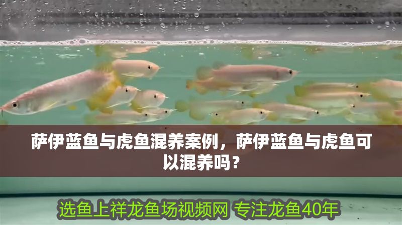 薩伊藍魚與虎魚混養案例，薩伊藍魚與虎魚可以混養嗎？