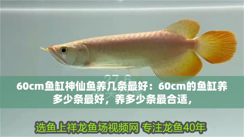 景德鎮瓷器大魚缸圖片報價甲子年造睡魚盆，景德鎮瓷器收藏價值