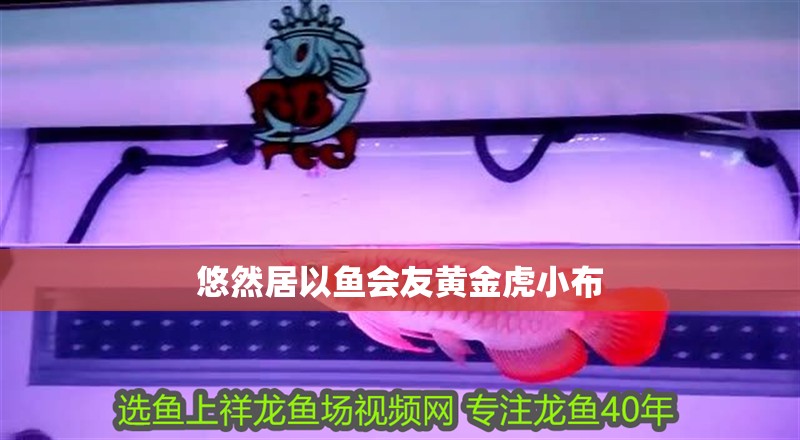 悠然居以魚會友黃金虎小布