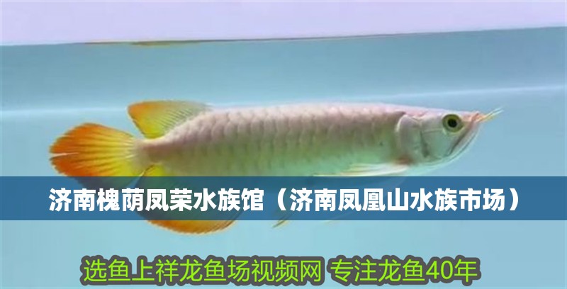 濟南槐蔭鳳榮水族館（濟南鳳凰山水族市場）