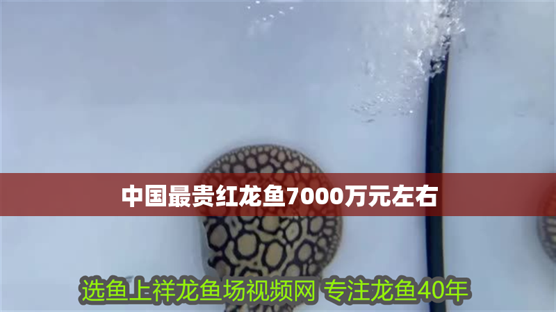 中國最貴紅龍魚7000萬元左右 中國最貴紅龍魚7000萬元左右 龍魚百科 第4張
