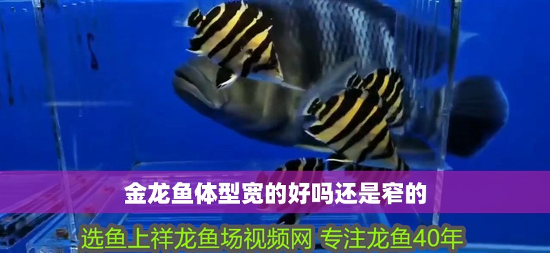 金龍魚體型寬的好嗎還是窄的