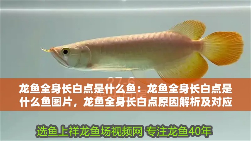 龍魚全身長白點(diǎn)是什么魚：龍魚全身長白點(diǎn)是什么魚圖片，龍魚全身長白點(diǎn)原因解析及對應(yīng)病癥圖片展示 龍魚全身長白點(diǎn)是什么魚：龍魚全身長白點(diǎn)是什么魚圖片，龍魚全身長白點(diǎn)原因解析及對應(yīng)病癥圖片展示 水族問答