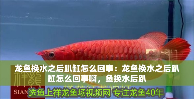 龍魚換水之后趴缸怎么回事：龍魚換水之后趴缸怎么回事啊，魚換水后趴