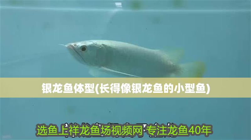 銀龍魚體型(長得像銀龍魚的小型魚)
