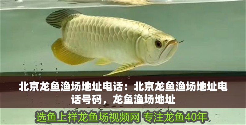 北京龍魚漁場地址電話：北京龍魚漁場地址電話號碼，龍魚漁場地址