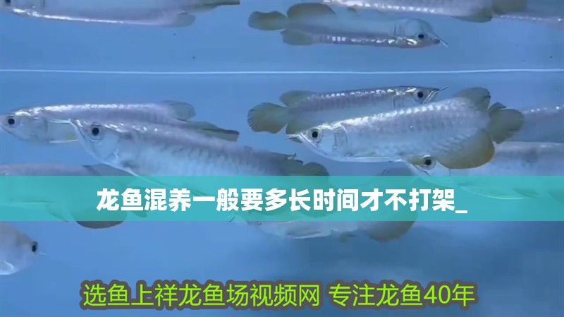 龍魚混養一般要多長時間才不打架_