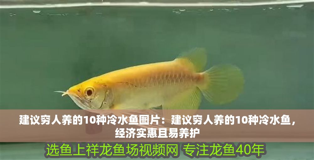 建議窮人養的10種冷水魚圖片：建議窮人養的10種冷水魚，經濟實惠且易養護
