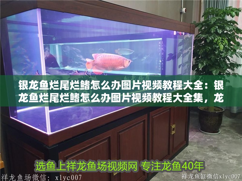 銀龍魚爛尾爛鰭怎么辦圖片視頻教程大全：銀龍魚爛尾爛鰭怎么辦圖片視頻教程大全集，龍魚爛尾爛鰭救治全攻略，圖片視頻教程大